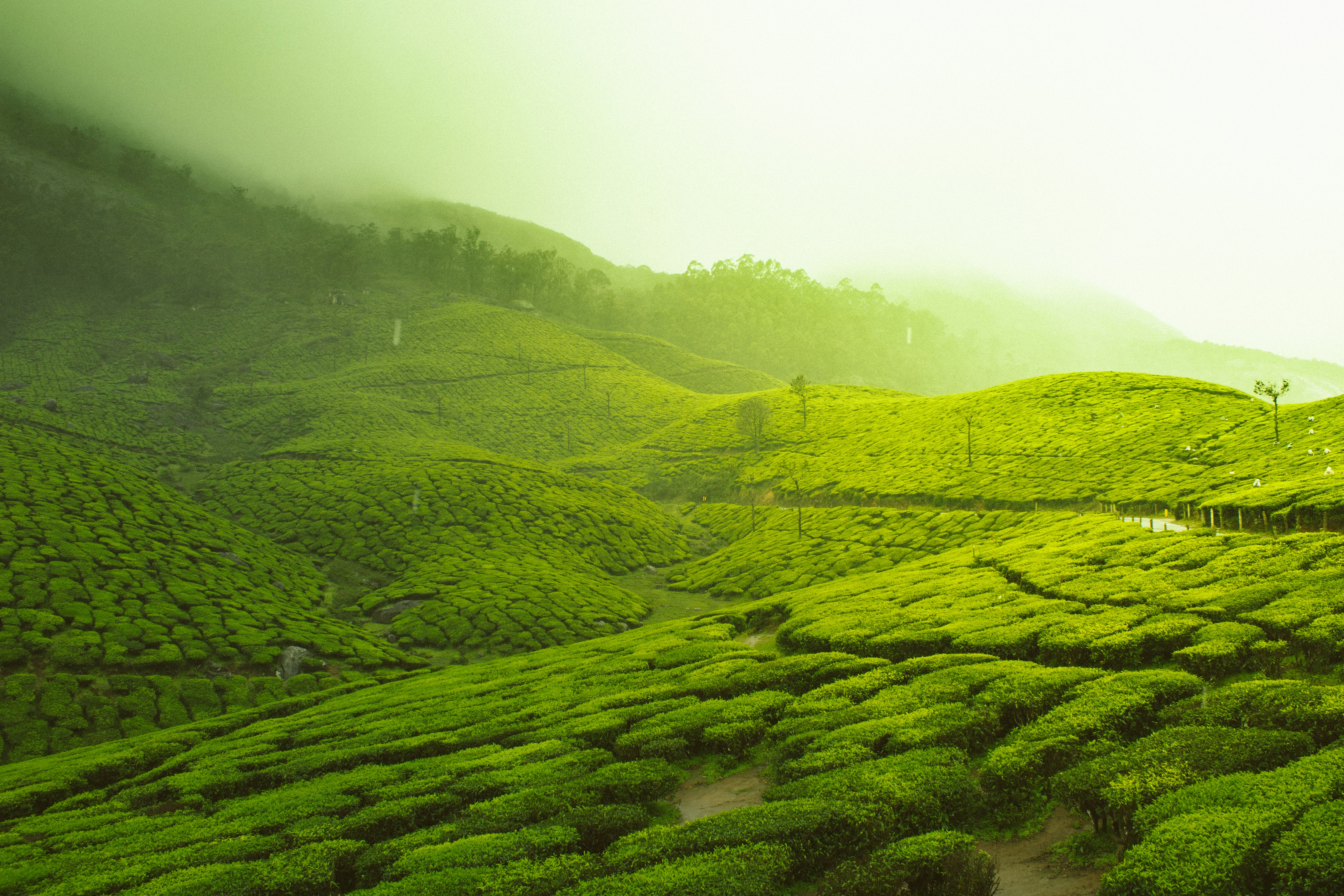Munnar tea garden